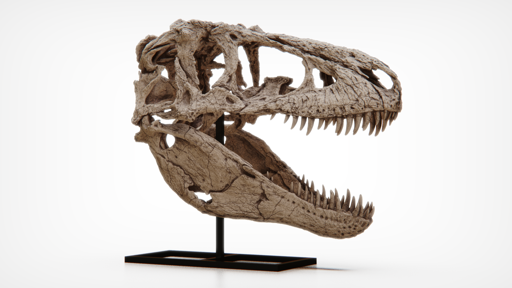 Daspletosaurus Skull 1:2 Scale  (55cm)
