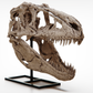 Daspletosaurus Skull
