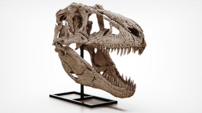 Daspletosaurus Skull