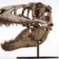 Daspletosaurus Skull