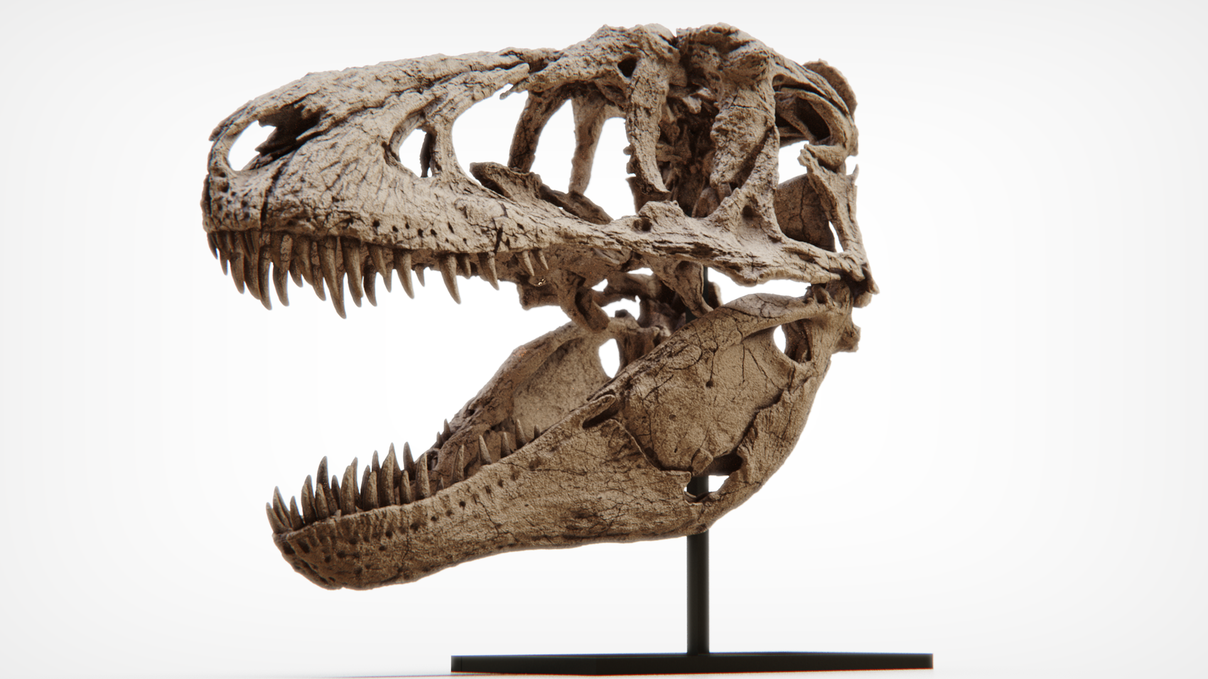 Daspletosaurus Skull 1:2 Scale  (55cm)