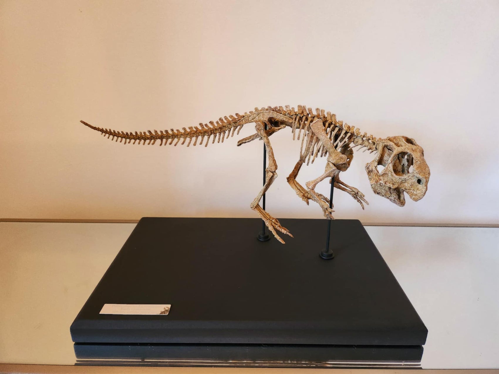 Juvenile Psittacosaurus Skull