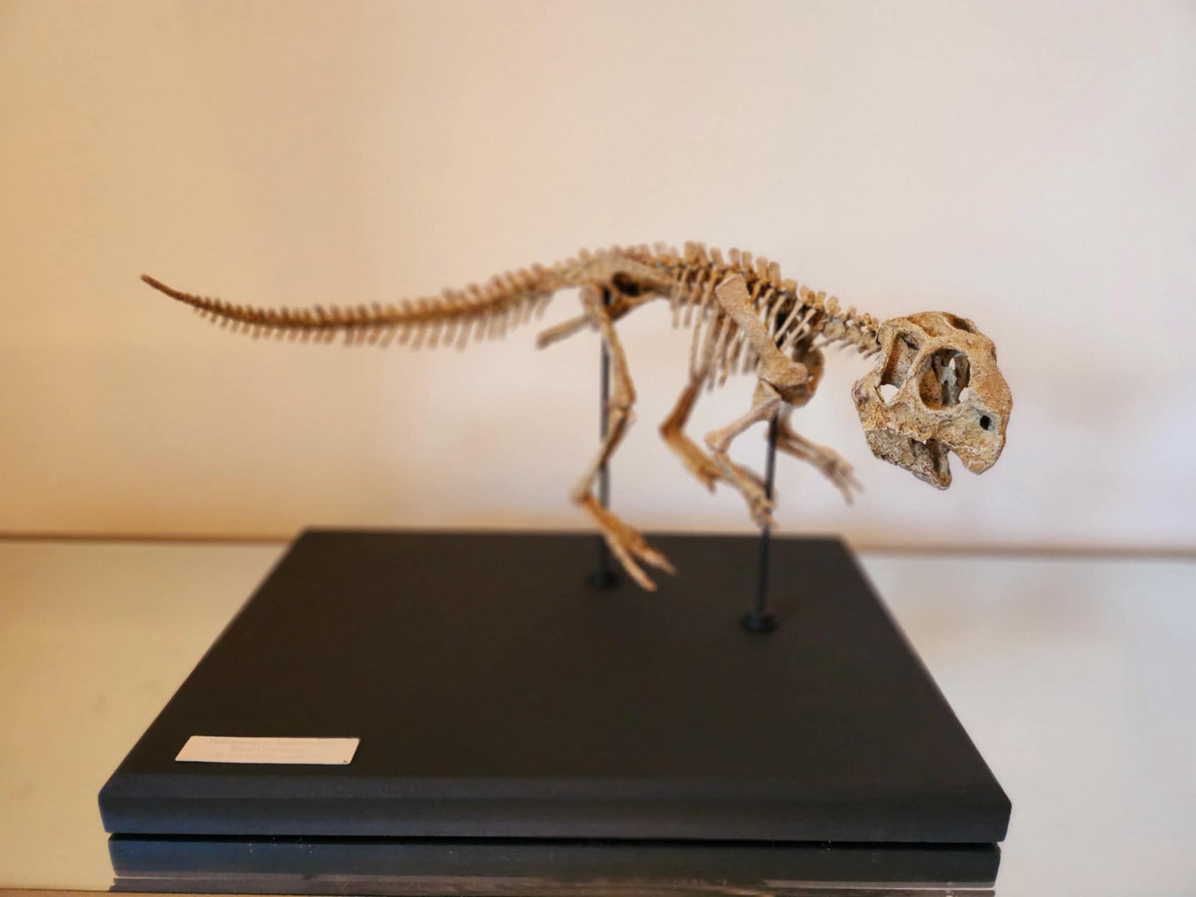 Juvenile Psittacosaurus Skull