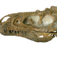 Nanotyrannus Skull