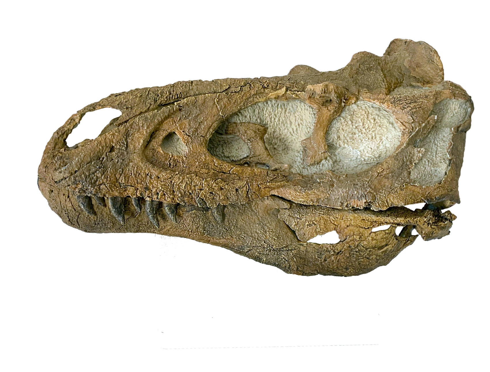 Nanotyrannus Skull