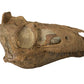 Nanotyrannus Skull
