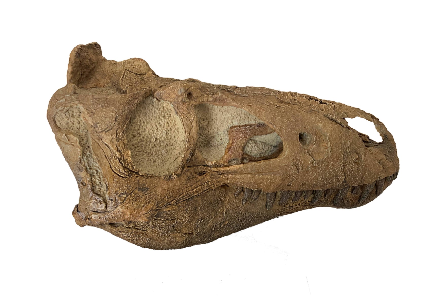Nanotyrannus Skull