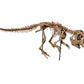 Juvenile Psittacosaurus