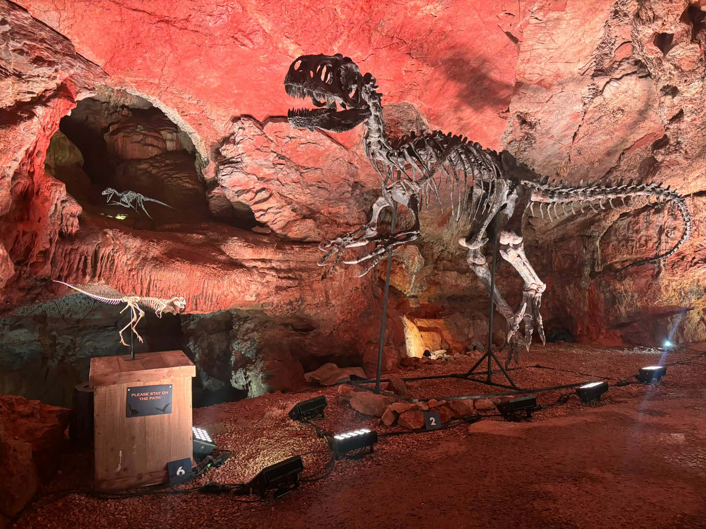 Allosaurus fragilis Skull 1:2 Scale