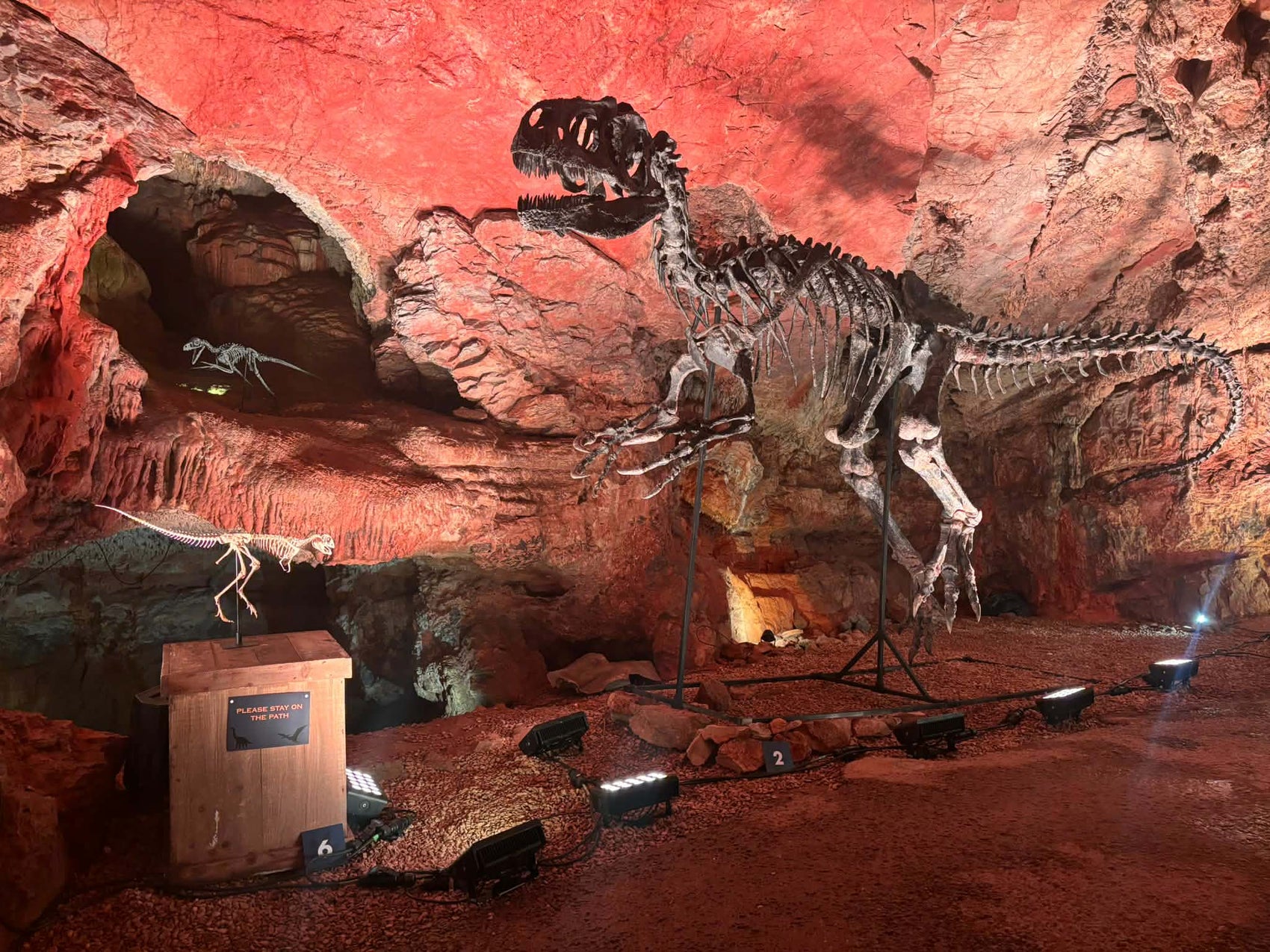 Allosaurus fragilis Skull 1:2 Scale