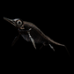 Hauffiopteryx Ichthyosaur Skull – 35cm