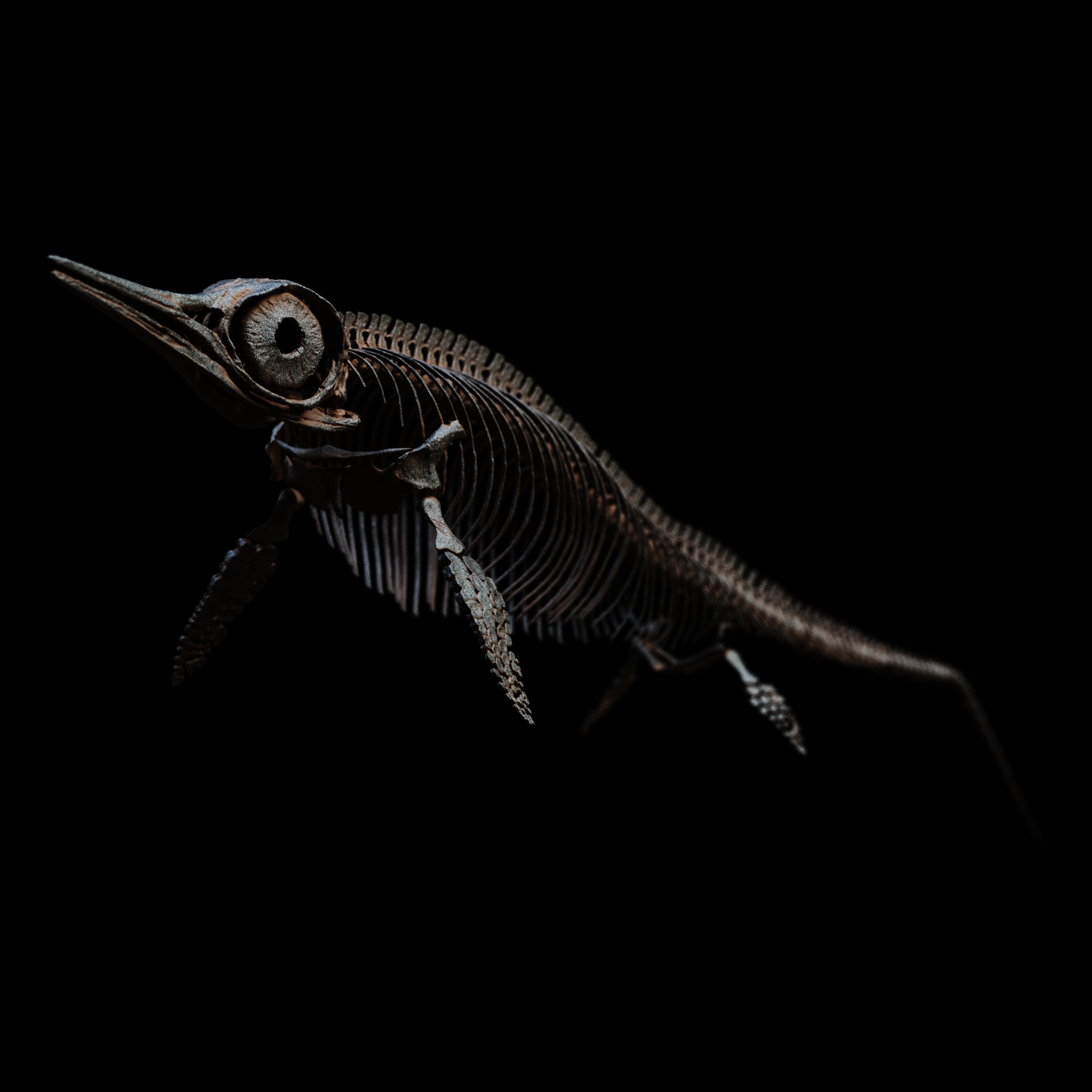 Hauffiopteryx Ichthyosaur Skull – 35cm