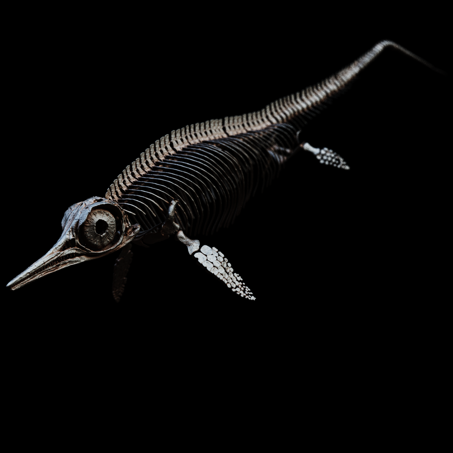 Hauffiopteryx Ichthyosaur Skull – 35cm