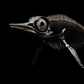 Hauffiopteryx Ichthyosaur Skull – 35cm