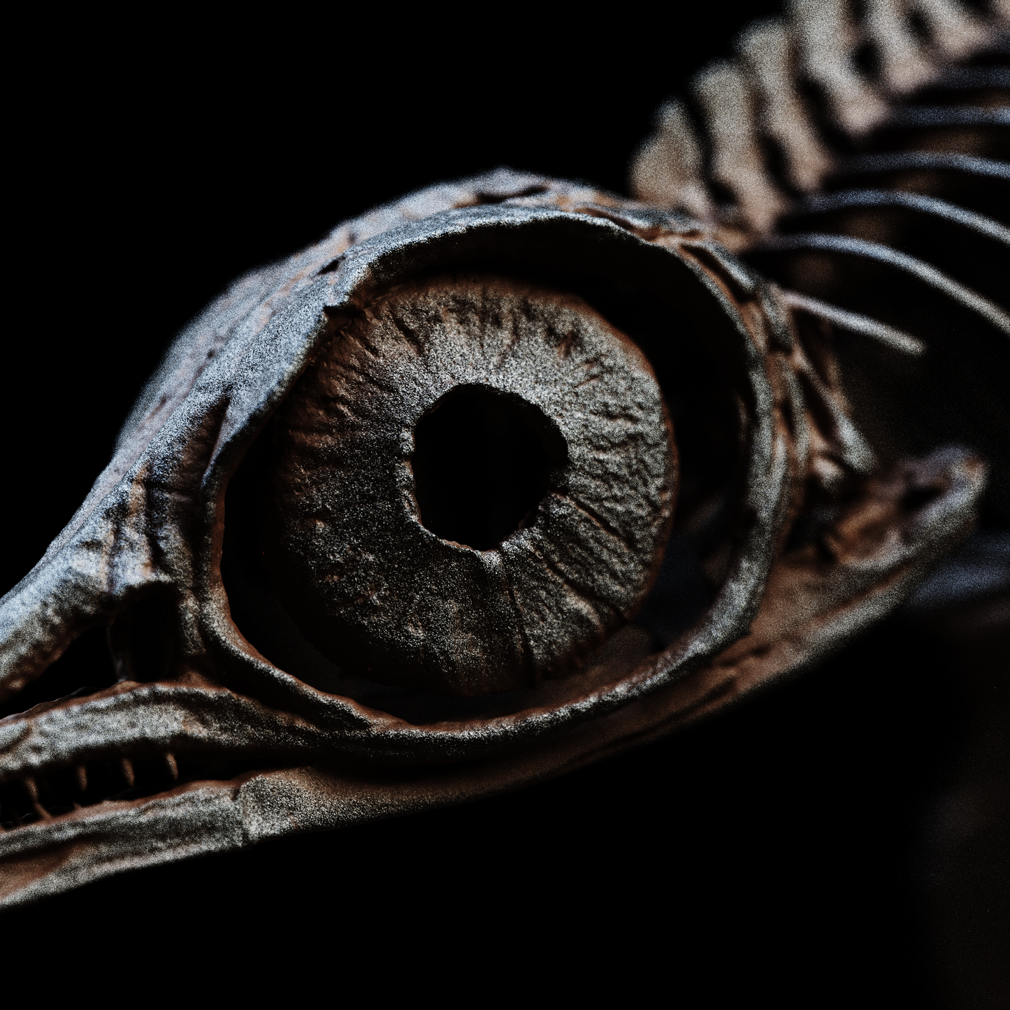 Hauffiopteryx Ichthyosaur Skull – 35cm