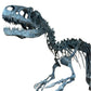 Allosaurus fragilis Skull 1:2 Scale