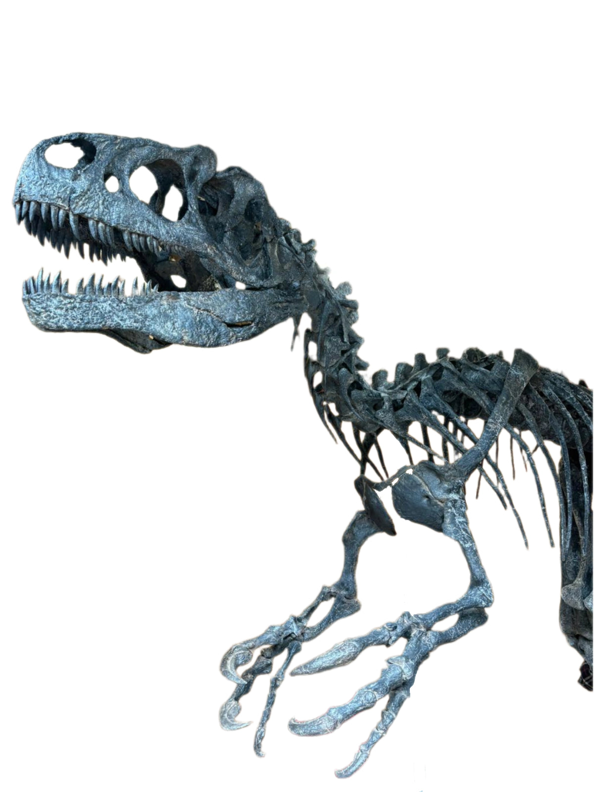 Allosaurus fragilis Skull 1:2 Scale
