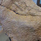 1:2 Scale, (50cm)  Juvenile Triceratops Skull