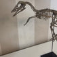 Archaeopteryx Skull
