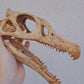 Juvenile Spinosaurus Skull
