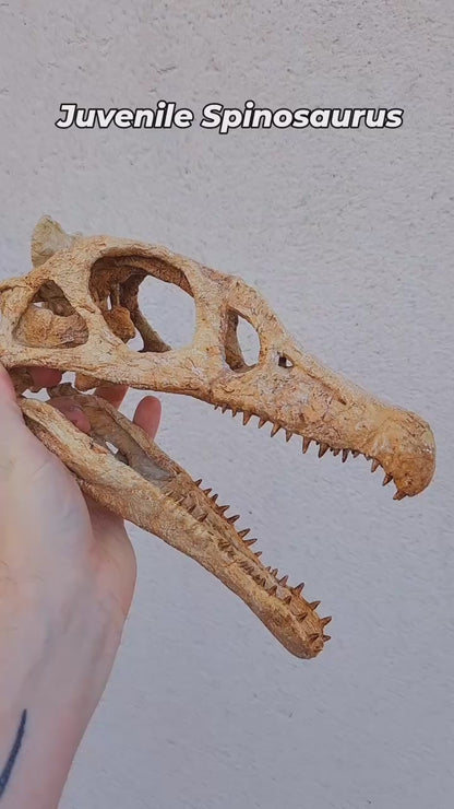 Juvenile Spinosaurus Skull