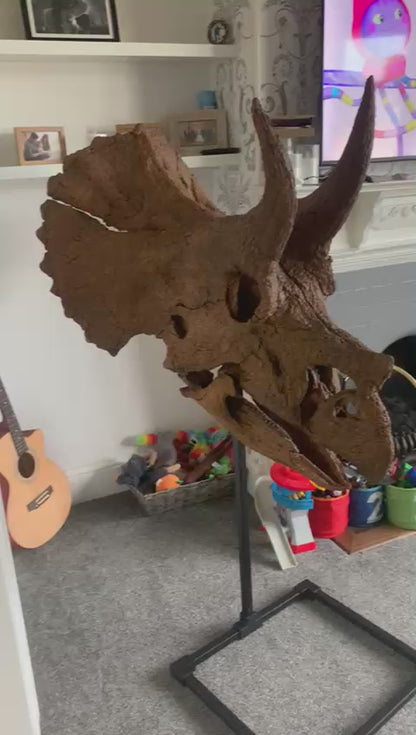 Juvenile Triceratops Skull