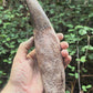 Tyrannosaurus Rex Zahn