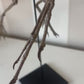 Archaeopteryx Skull