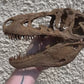 Daspletosaurus Skull (1:5 scale 22cm Scale Model)