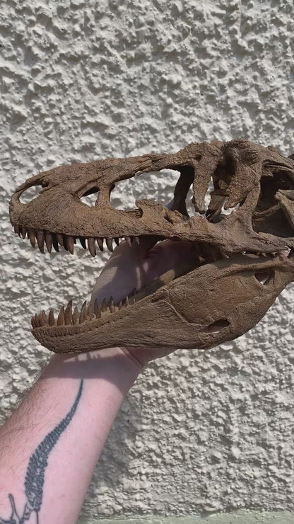 Daspletosaurus Skull (1:5 scale 22cm Scale Model)