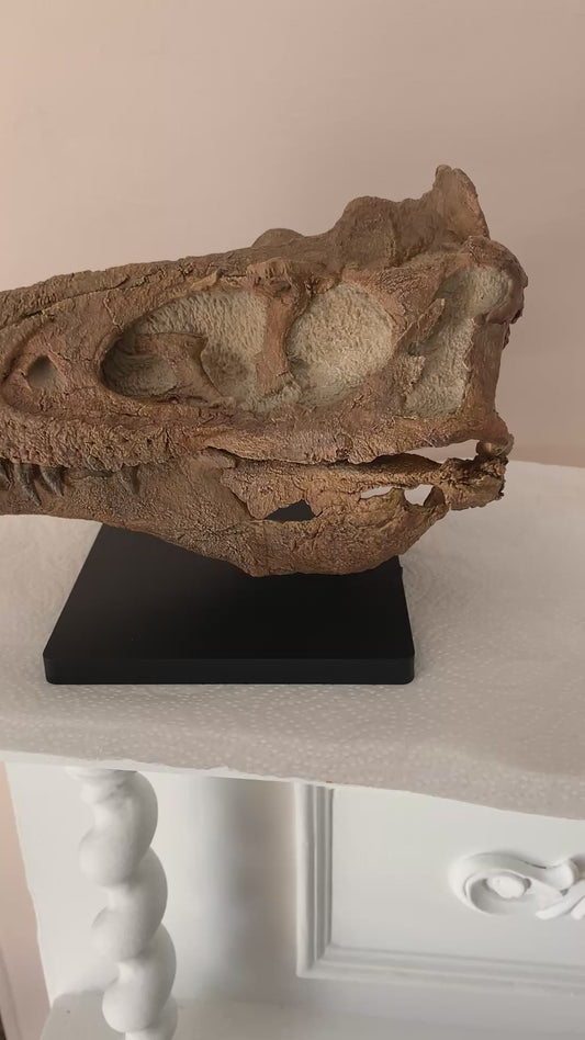 Nanotyrannus Skull -Desktop collectible  (22cm length)