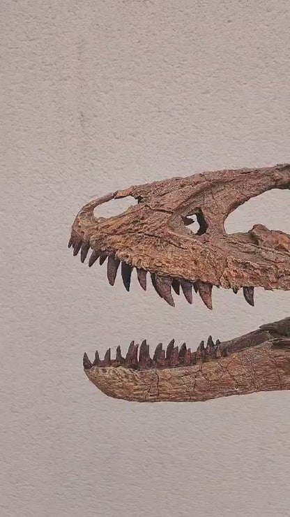 Juvenile Tyrannosaur Skull 1:2 scale (17cm)