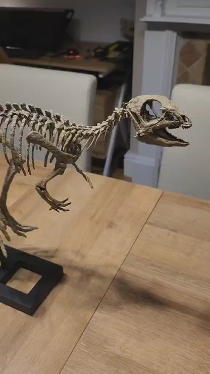 Jeholosaurus Skull