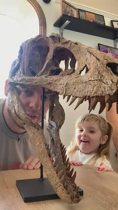 Juvenile Tyrannosaur Skull
