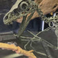 Bambiraptor feinbergi - Dromaeosaurid