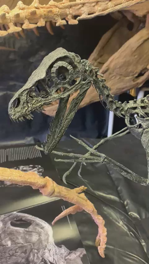 Bambiraptor - ON SALE!  15% OFF AT CHECKOUT!