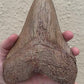 Brown Megalodon Tooth