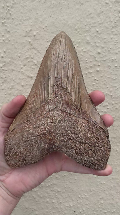 Brown Megalodon Tooth
