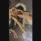 Velociraptor Skull