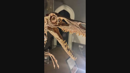 Velociraptor 1:3 scale skeleton (70cm)