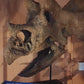 1:2 Scale, (50cm)  Juvenile Triceratops Skull