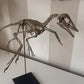 Archaeopteryx Skull