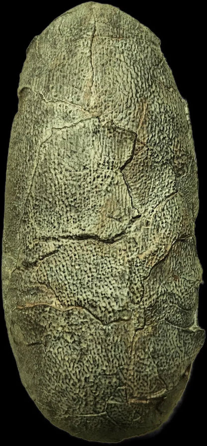 Oviraptor egg