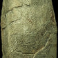 Oviraptor egg