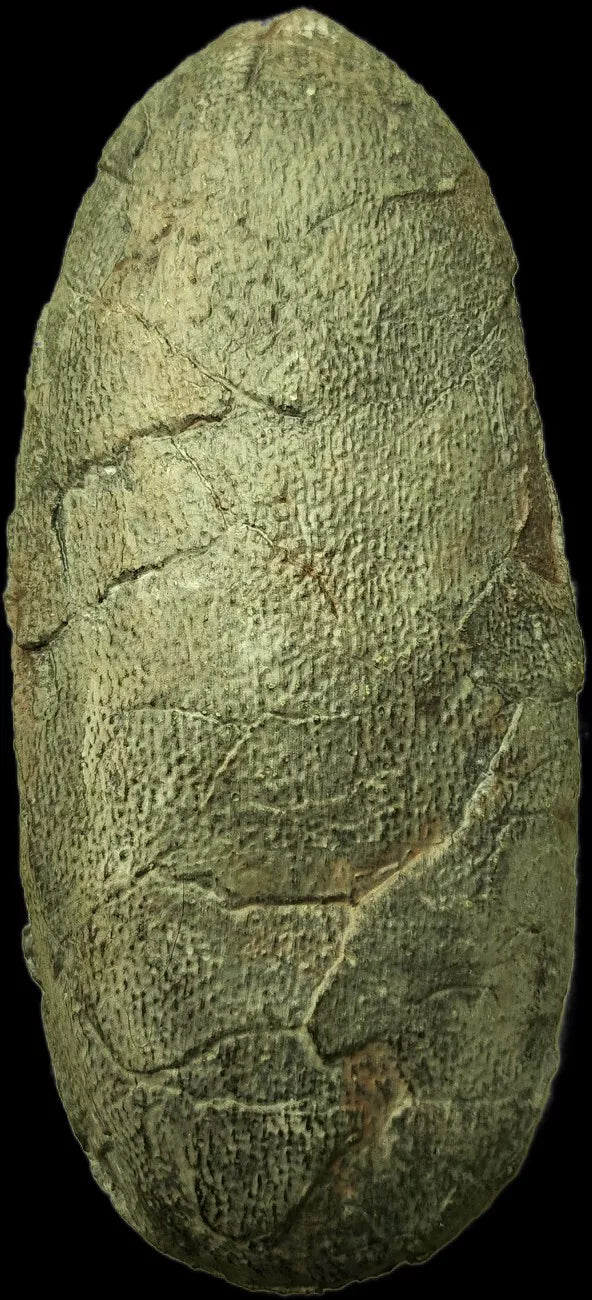 Oviraptor egg