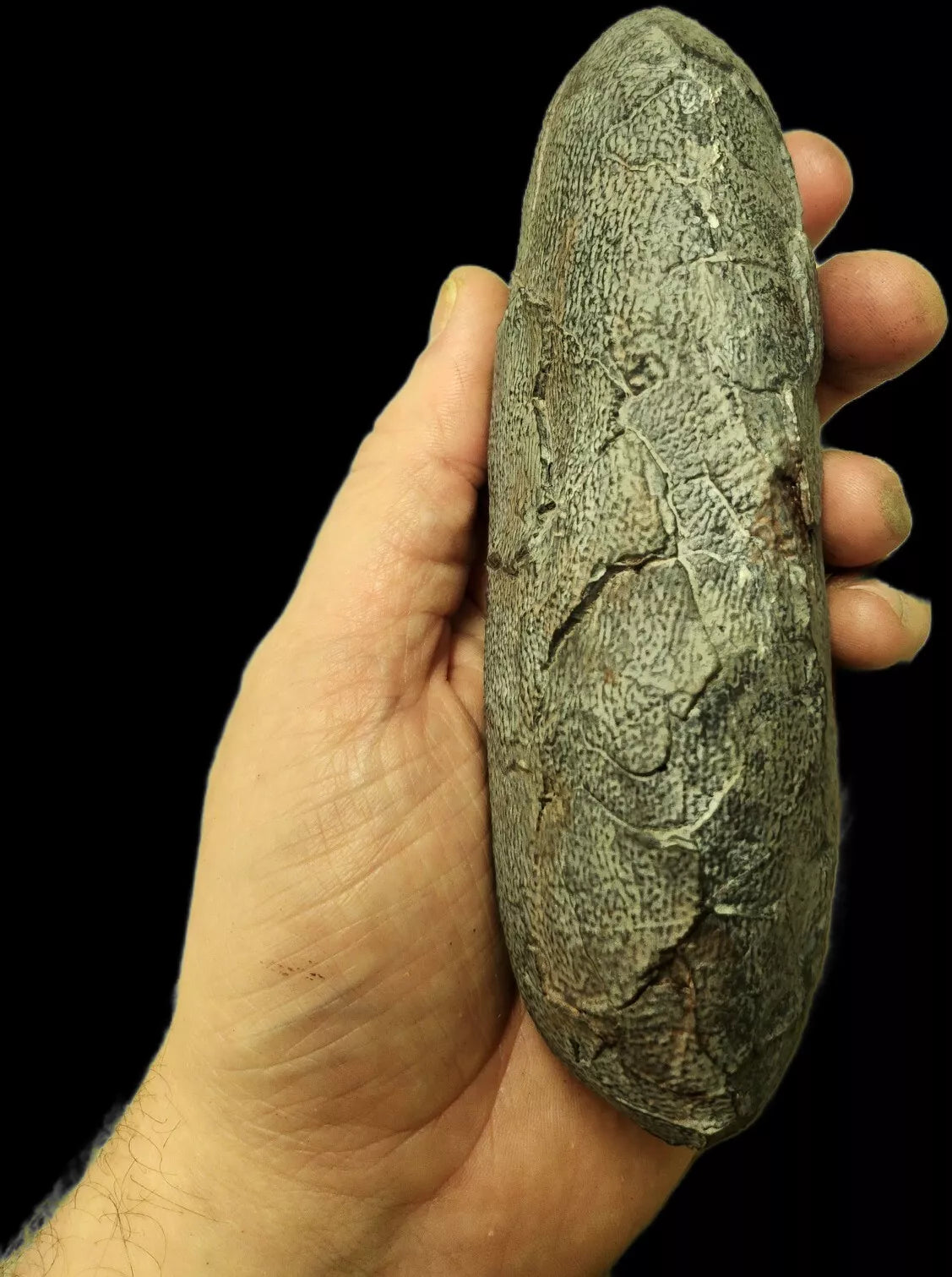 Oviraptor egg
