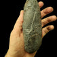 Oviraptor egg