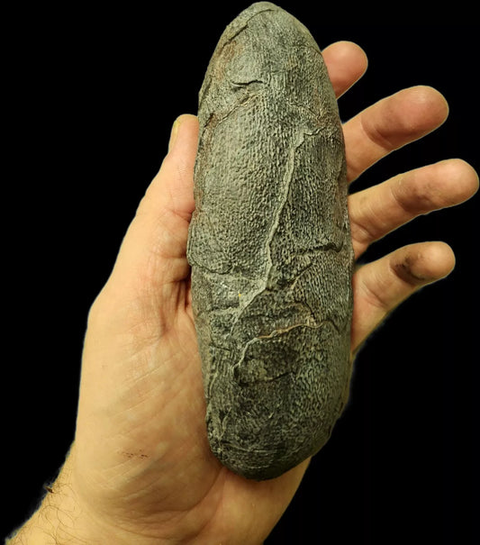 Oviraptor egg