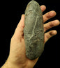 Oviraptor egg