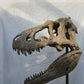 Nanuqsaurus hoglundi skull 1:2 scale